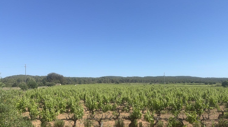 Tarragona - l'Arboç - 10000m2