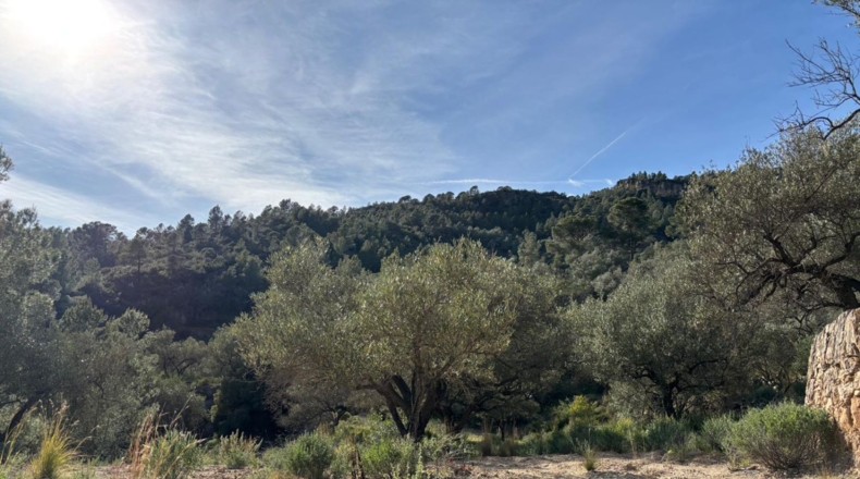 Tarragona - Paüls - 26231m2