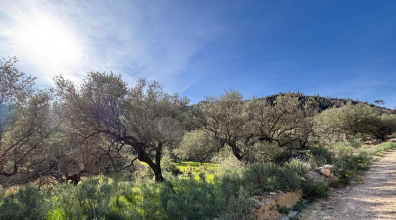 Tarragona - Paüls - 26231m2