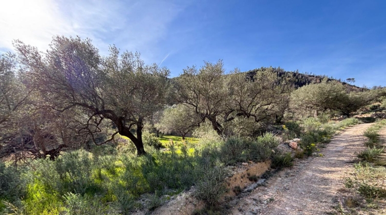 Tarragona - Paüls - 26231m2