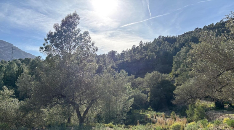 Tarragona - Paüls - 26231m2