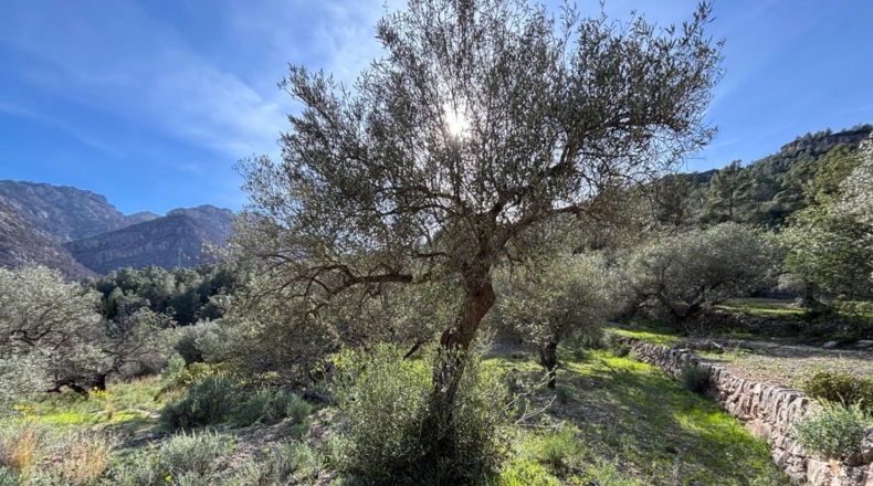 Tarragona - Paüls - 26231m2