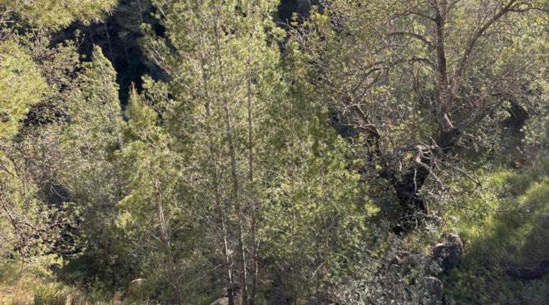 Tarragona - Paüls - 26231m2