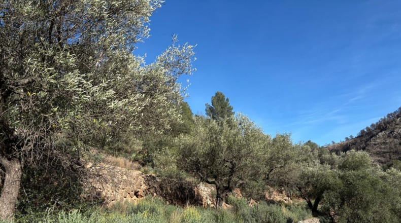 Tarragona - Paüls - 26231m2