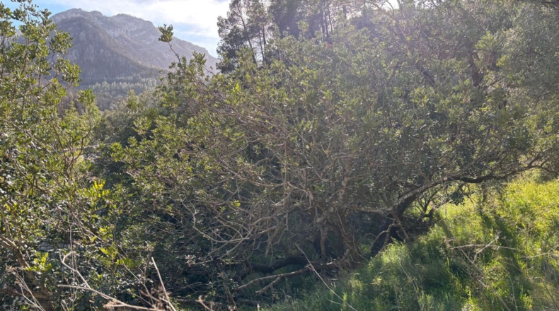 Tarragona - Paüls - 26231m2