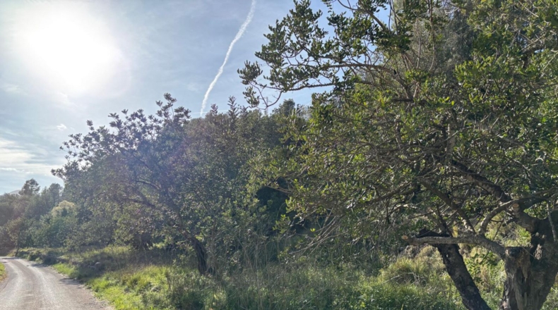 Tarragona - Paüls - 26231m2