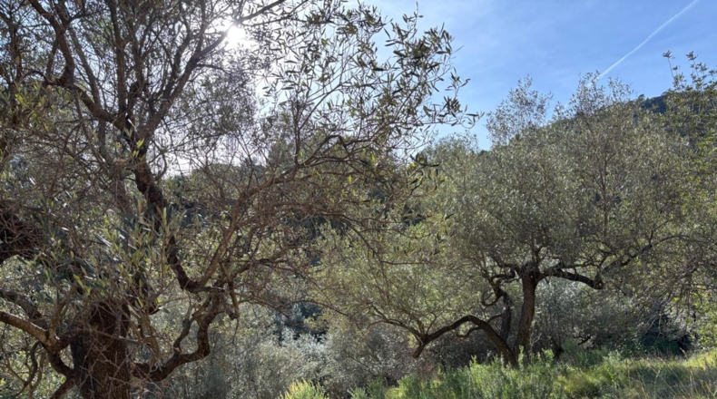 Tarragona - Paüls - 26231m2