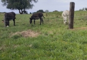 Non-developable land for sale in Villaviciosa ref: TR109099 photo