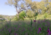 Non-developable land for sale in Los Marines ref: TR411026 photo