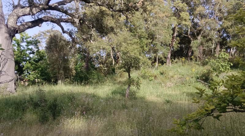 Huelva - Los Marines - 1700m2