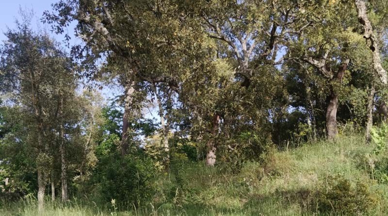 Huelva - Los Marines - 1700m2