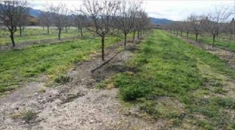 Tarragona - Benissanet - 12490m2