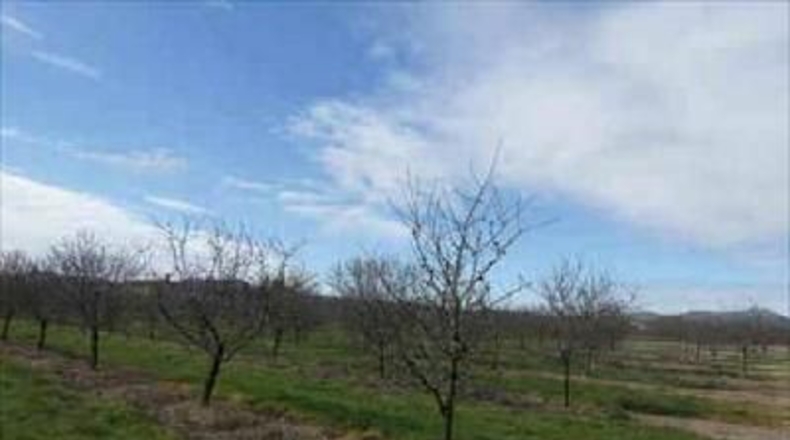 Tarragona - Benissanet - 12490m2