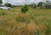 Non-developable land for rent on España, Madrid, ref: TR411664 photo