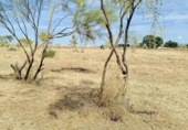 Non-developable land for rent on España, Madrid, ref: TR411664 photo