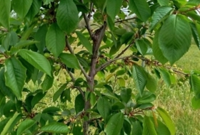 Foto 15