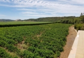 Casa de camp amb terreny en lloguer a la España, Jerez de la Frontera, ref.: TR399020 foto