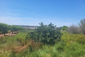 la Vall d'Alba 1558&nbsp;m² 