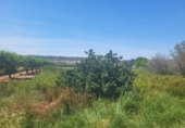 Terreno no urbanizable en venta en la España, Vall d'Alba, ref: TR411044 foto
