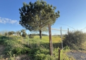 Non-developable land for sale on España, Gibraleón, ref: TR228283 photo