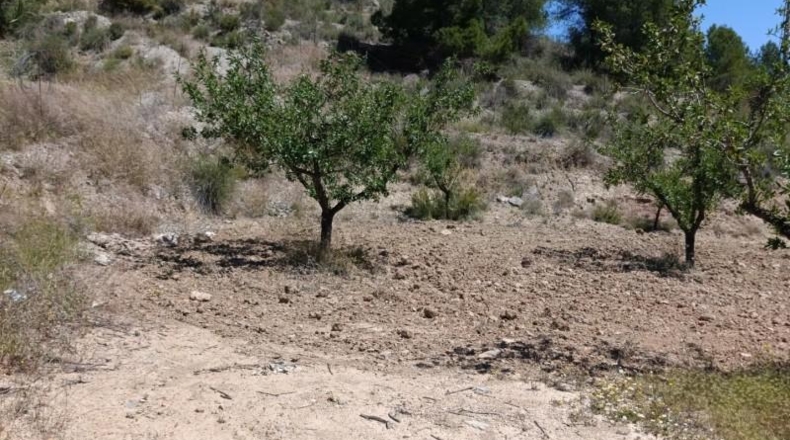Murcia - Murcia - 11377m2