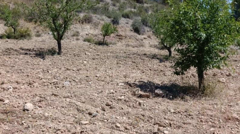 Murcia - Murcia - 11377m2