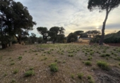 Parcela urbanizable en venta en la España, Massanes, ref: TR411071 foto