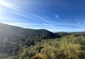 Non-developable land for sale on España, Riogordo, ref: TR411085 photo