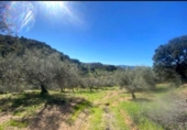 Non-developable land for sale on España, Riogordo, ref: TR411085 photo
