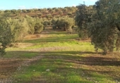 Non-developable land for sale on España, Villargordo, ref: TR219834 photo