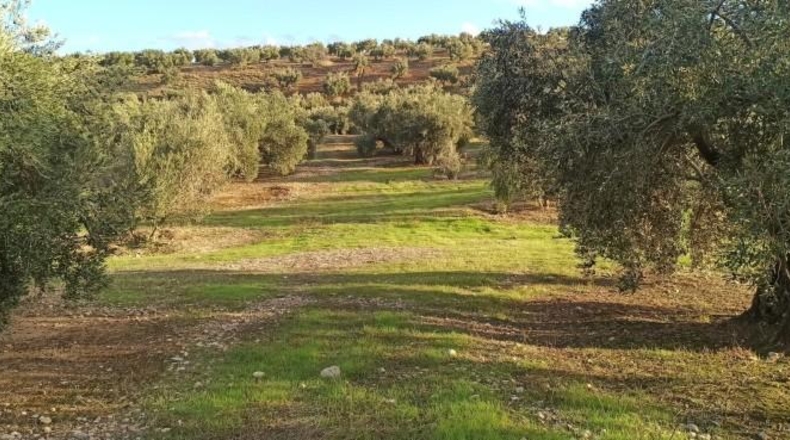 Balearic Islands - Cala Pi - 18416m2