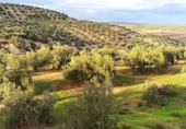Non-developable land for sale on España, Villargordo, ref: TR219834 photo