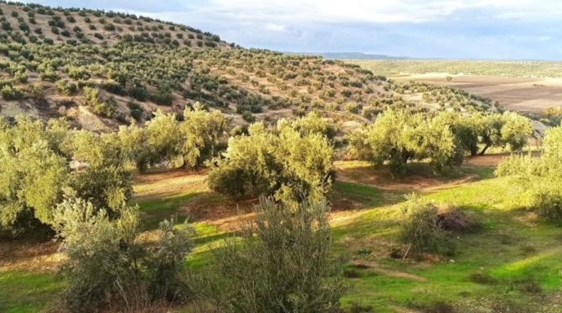 Balearic Islands - Cala Pi - 18416m2