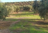 Non-developable land for sale on España, Villargordo, ref: TR219834 photo