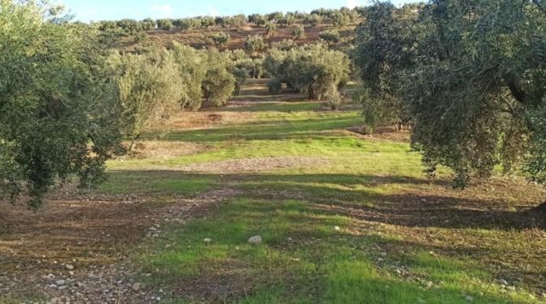 Balearic Islands - Cala Pi - 18416m2