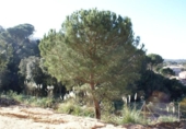 Urban land for sale on España, Lloret de Mar, ref: TR411107 photo