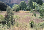 Non-developable land for sale on España, Castellar del Vallès, ref: TR248249 photo