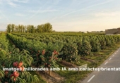 Non-developable land for sale on España, Alcoletge, ref: TR178284 photo