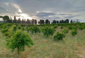 Corbera 13013&nbsp;m² 