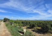 Casa de camp amb terreny en venda a la España, Llíria, ref.: TR390124 foto