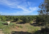 Casa de camp amb terreny en venda a la España, Llíria, ref.: TR390124 foto