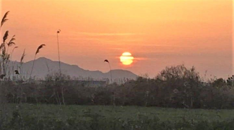 Alicante - Crevillente - 19019m2