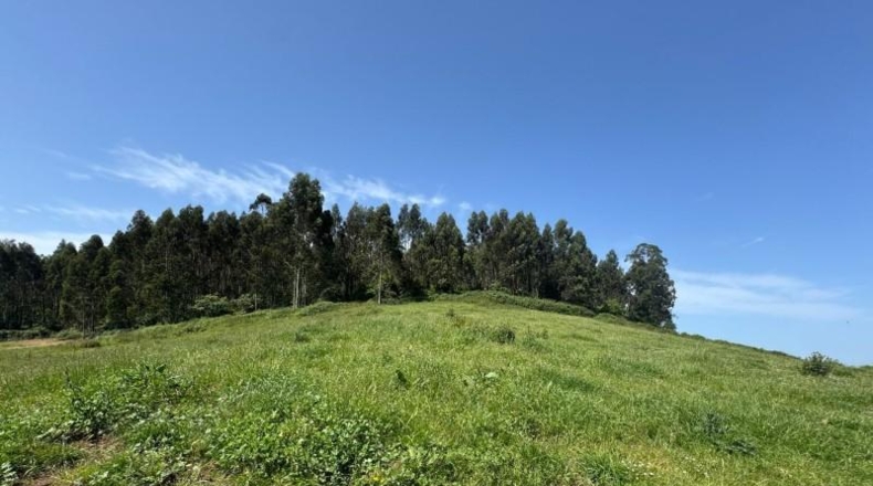 Asturias - Gijón - 45000m2