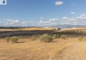 Non-developable land for sale on España, Villa de Otura, ref: TR246880 photo