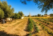 Chalet independiente con terreno en venta en la España, Dolores, ref: TR411223 foto
