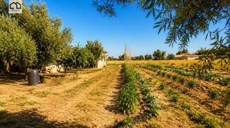Alicante - Dolores - 10600m2