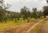 Chalet independiente con terreno en venta en la España, La Granjuela, ref: TR134770 foto