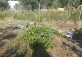 Casa de camp amb terreny en venda a la España, Ontinyent, ref.: TR411276 foto