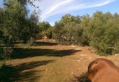 Chalet independiente con terreno en venta en la España, Inca, ref: TR411298 foto