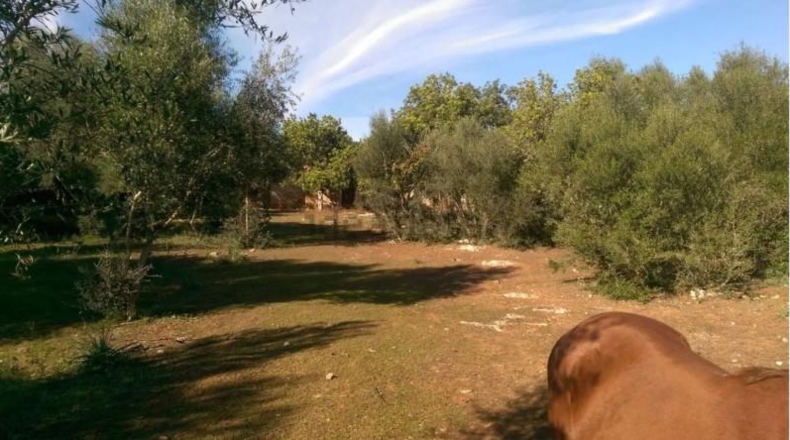 Illes Balears - Inca - 9000m2
